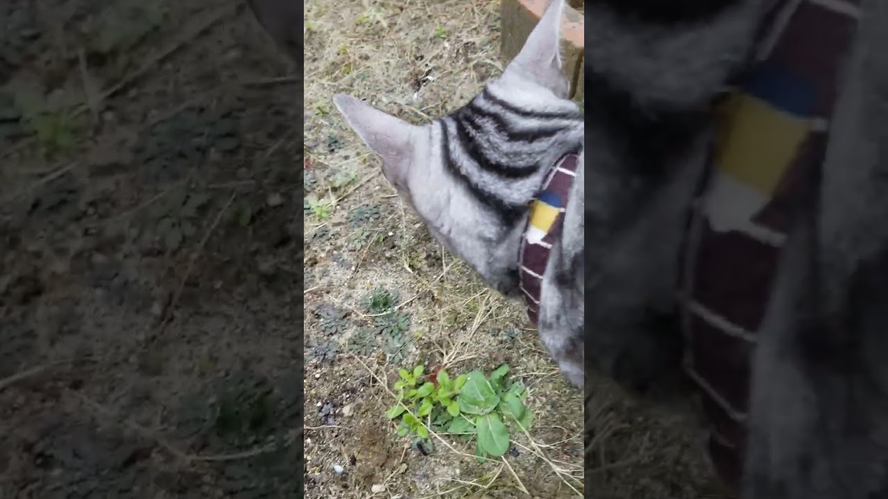 アメショーのお庭探検#アメリカンショートヘア