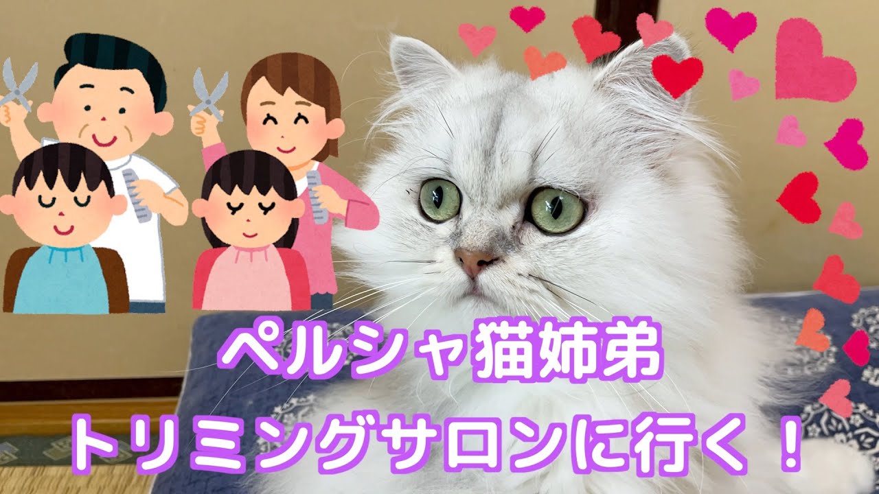 【猫】ペルシャ猫トリミングサロンに行って来ました！お手入れがグーンと楽になるカットをしてもらい、もう毛玉に悩まないぞ！