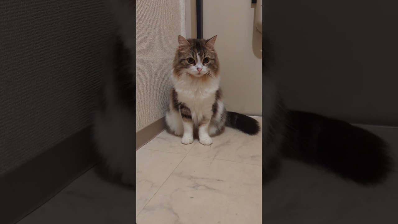 外出しようとしたら玄関で通せんぼしてくる猫の作戦が賢すぎた