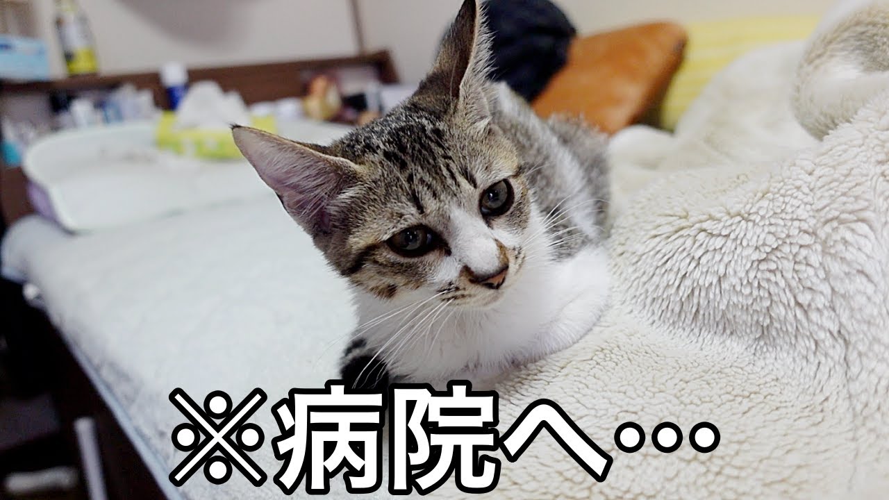 避妊手術後の子猫に変化が現れ再び病院へ…