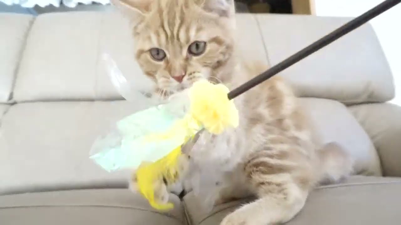 セルカークレックス子猫　2022.9.30産まれ 　レッドタビー　男の子　シーダキャット猫のお店　Selkirk Rex