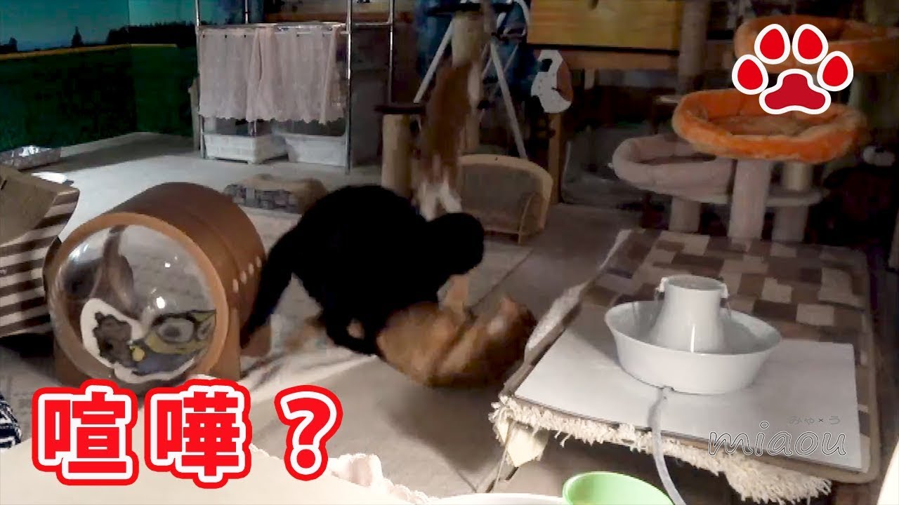 黒猫がアビシニアンの取っ組み合い A black cat jumped on Abyssinian 【瀬戸の黒猫日記】