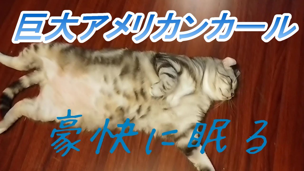 【巨大アメリカンカール】あめお君・豪快に眠る