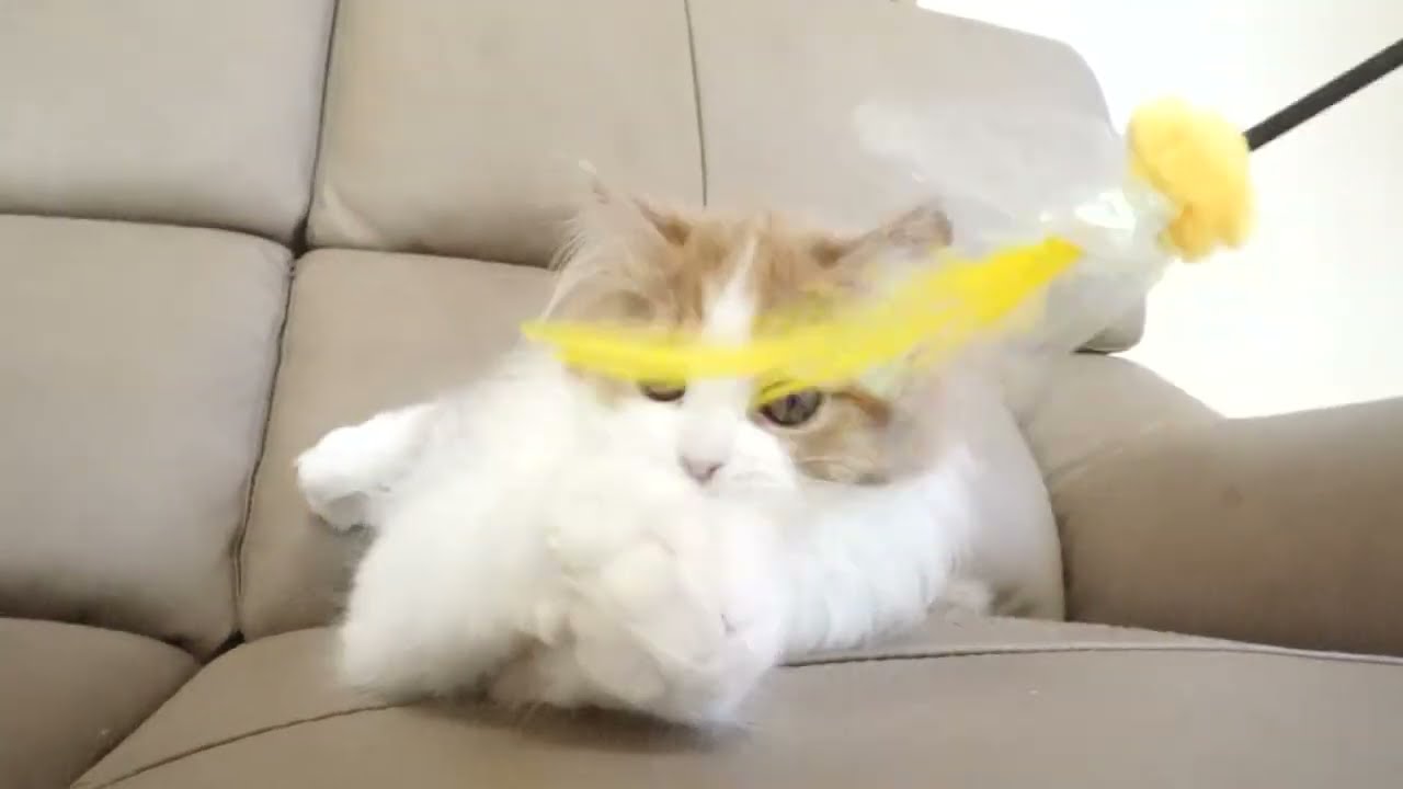 セルカークレックス子猫　2022.9.30産まれ 　レッド＆ホワイト　女の子　シーダキャット猫のお店　Selkirk Rex