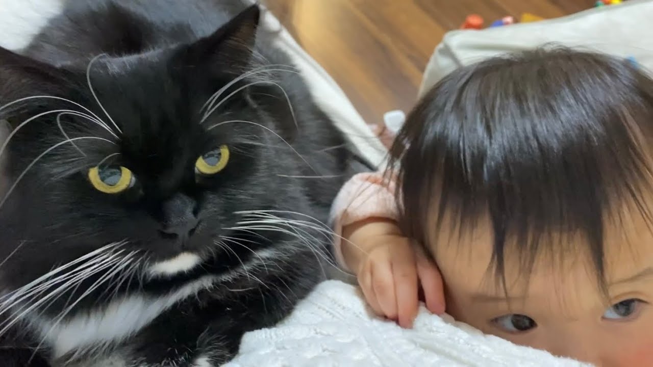 抱っこを赤ちゃんに譲る猫　ラガマフィンA cat giving up its place to a baby. Ragamuffin