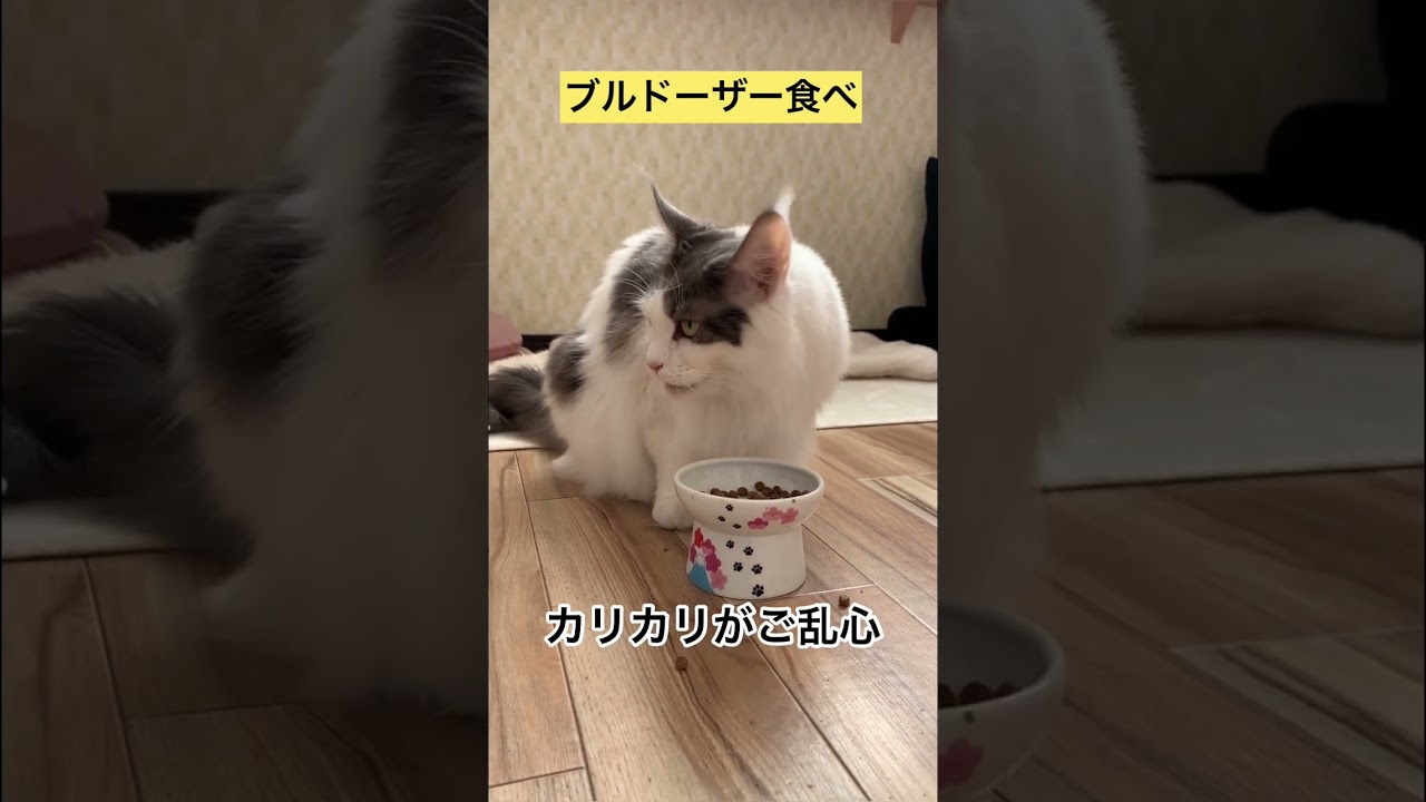 【メインクーン】ブルドーザーの様な食べ方の楓様 #メインクーン #猫カフェ #猫動画おもしろい #キャットフード