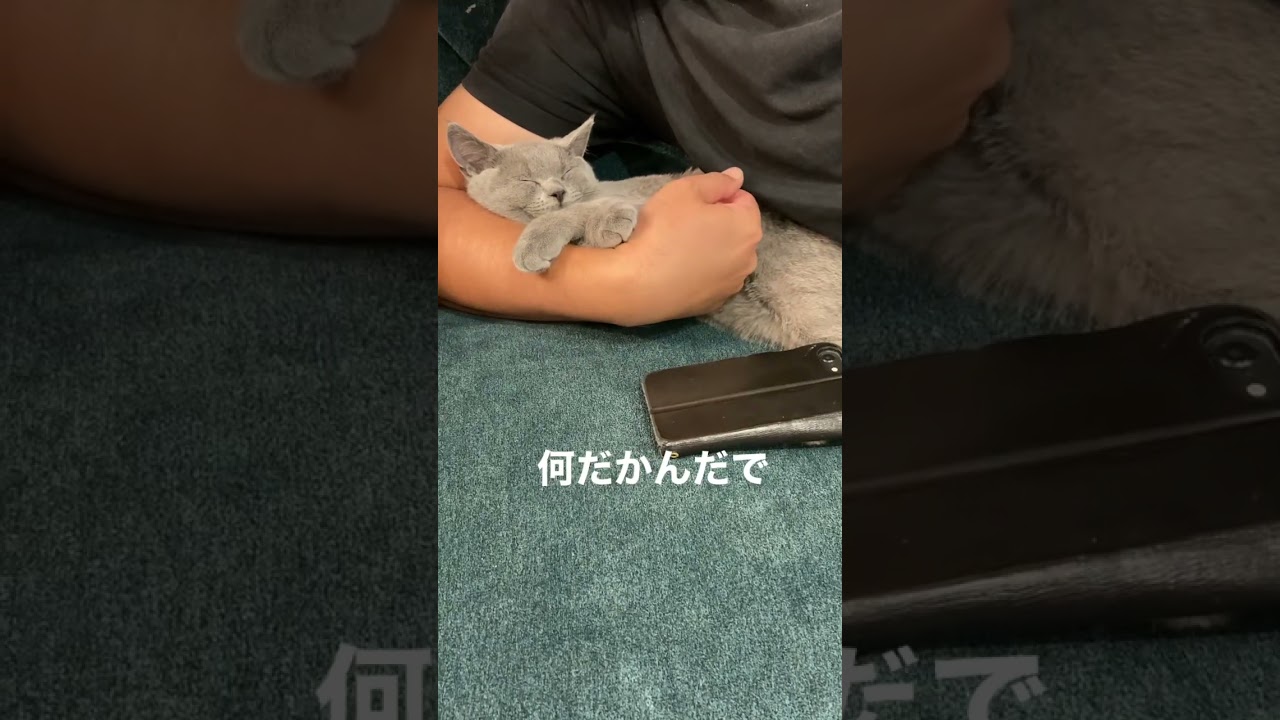 ブリショは懐かないのか！？ #shorts #猫 #cat #ブリティッシュショートヘア