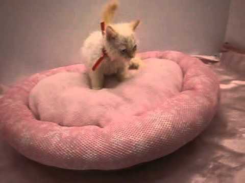 264990　セルカークレックス