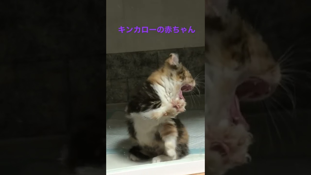 キンカローの赤ちゃん