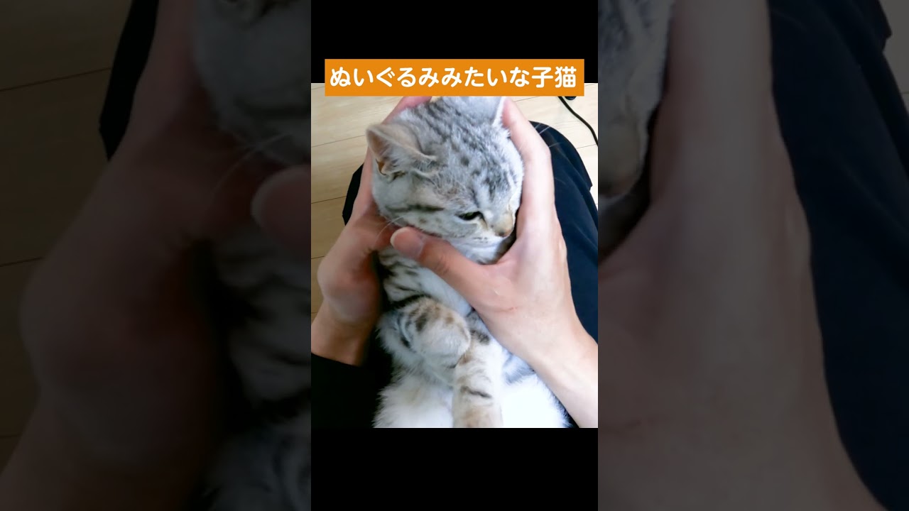 ぬいぐるみみたいで可愛い子猫【アメリカンショートヘアー】  #shorts #ねこのいる生活 #ねこ