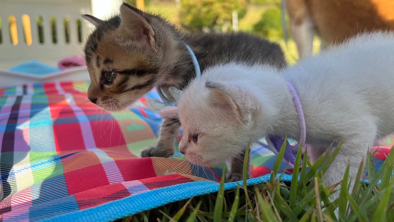 【保護子猫】保護9日目、愛犬まると朝の公園で初散歩！
