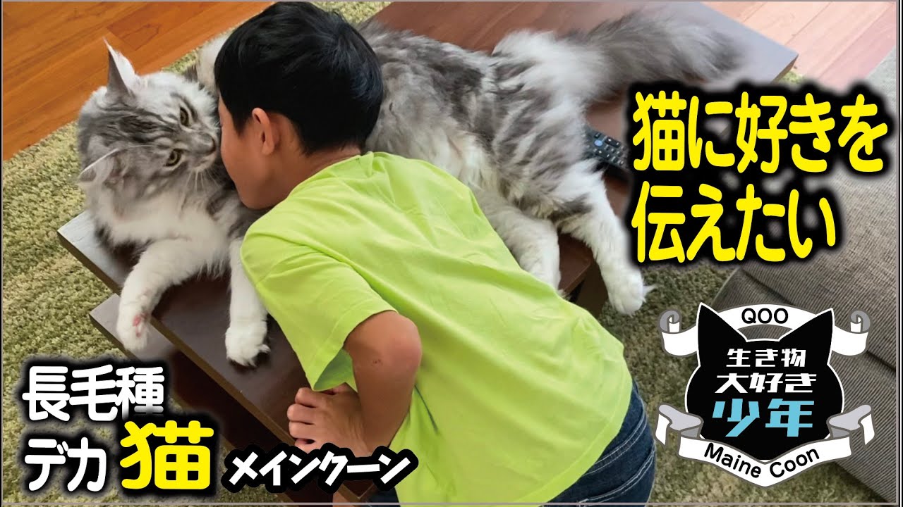 【メインクーン】長毛種の大型猫が好きすぎる子ども