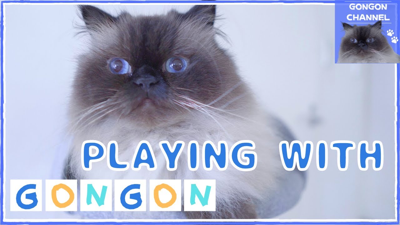 お顔の黒いヒマラヤンのゴンゴン、夏はツラい... / Playing with Gongon