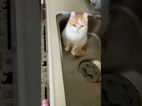 そんな所で何しておる？ #shorts  #猫 #アメリカンカール #cat
