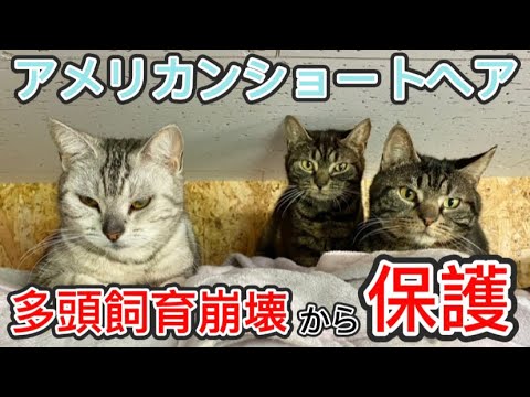 【保護猫】多頭飼育崩壊から保護したアメリカンショートヘアの現在