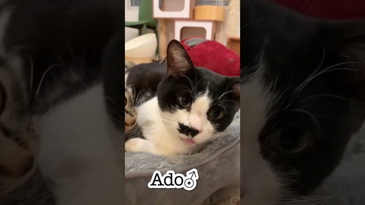 子猫を踏んづけて寝るAdo♂