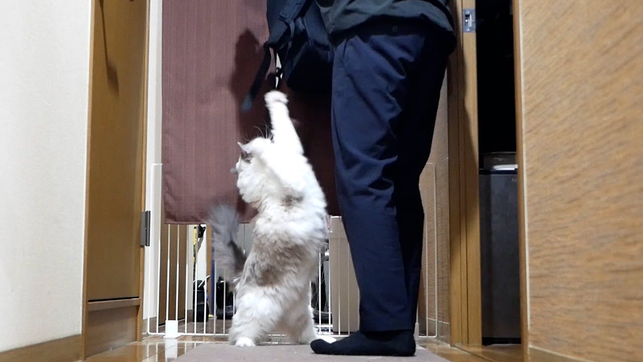 💨飼い主の帰宅が嬉しすぎてはしゃぐ猫…実は原因はアレでした…