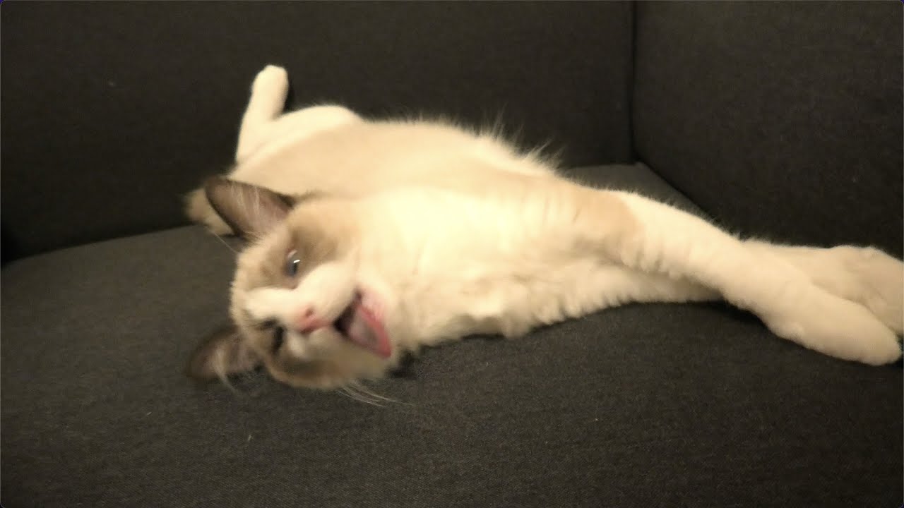 ものすごい体勢でグルーミングをする子猫がこちら笑【ラグドール】