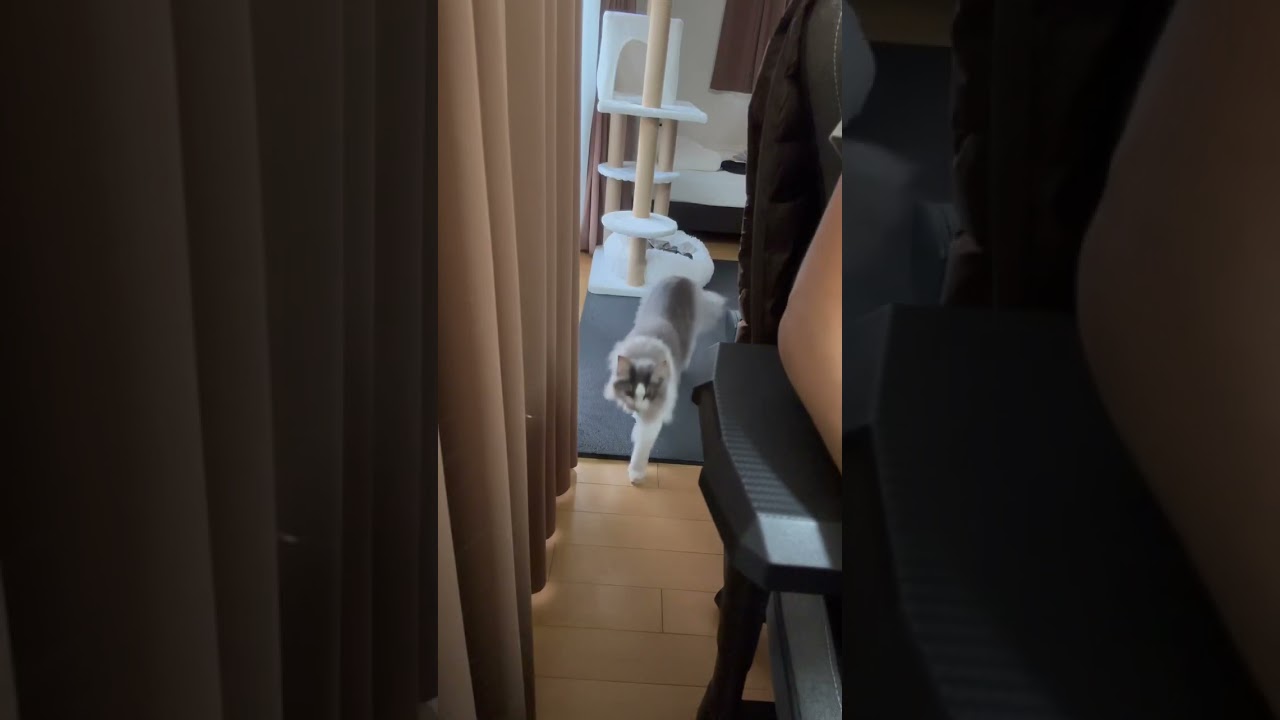 構ってアピールが可愛い【メインクーン】#shorts