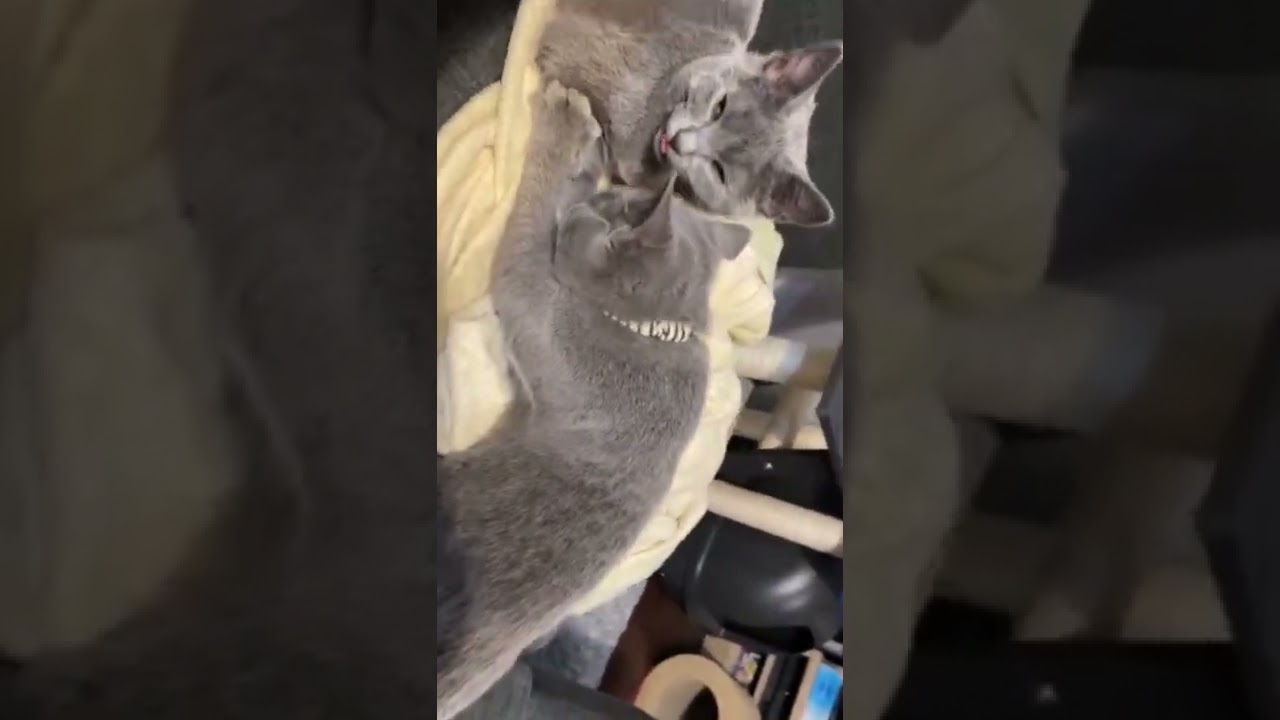 シャルトリューの子猫が高速ベロを見せてくれました #シャルトリュー #猫 #猫のいる暮らし #chartreux #shorts #イジリー岡田