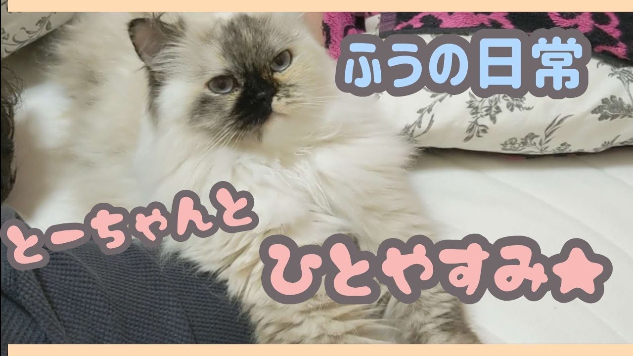 【ふうの日常】手を伸ばしながらくつろぐヒマラヤン猫〜A cat relaxing while reaching out〜【#Shorts】