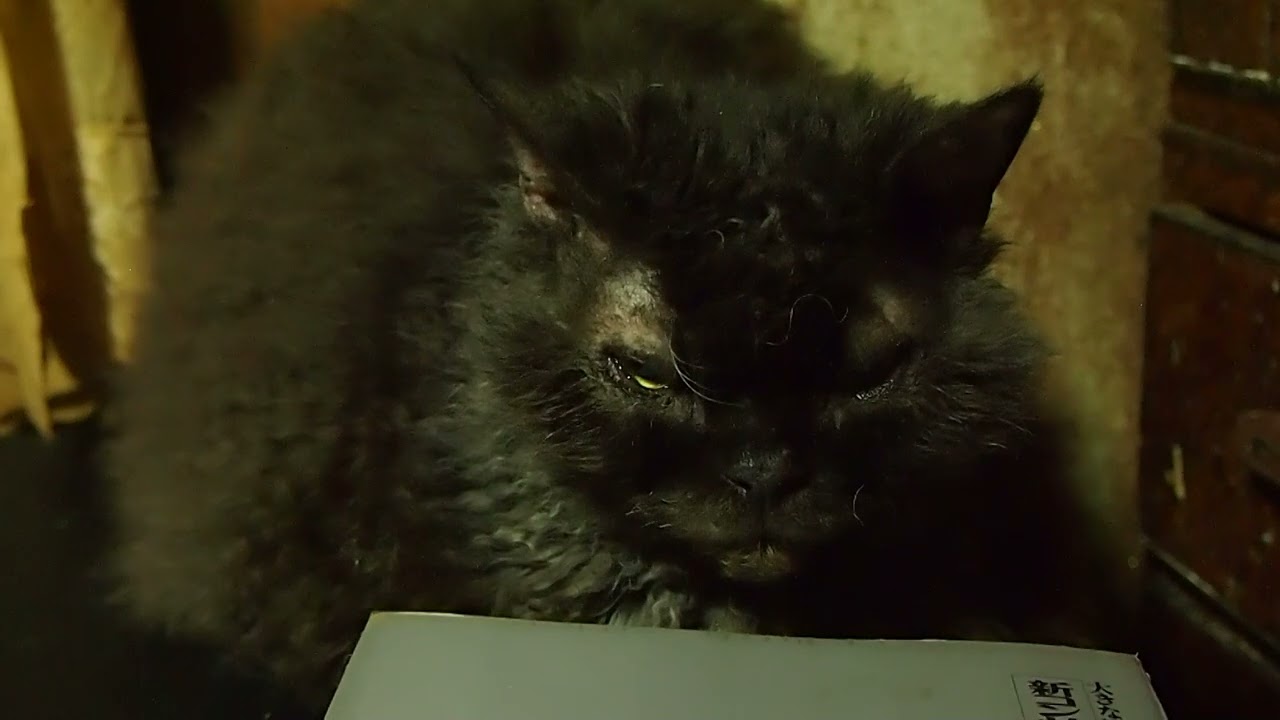 Shuan,the Selkirk Rex セルカークレックスのシュワン