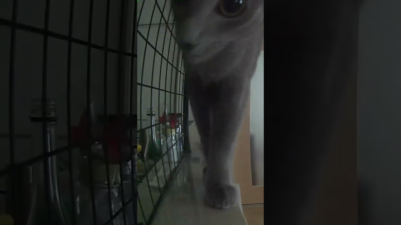 ペットカメラを覗いてみたら【ロシアンブルー】 #cat #russianbluecats #かわいい猫 #ねこ #ロシアンブルー #ネッコ