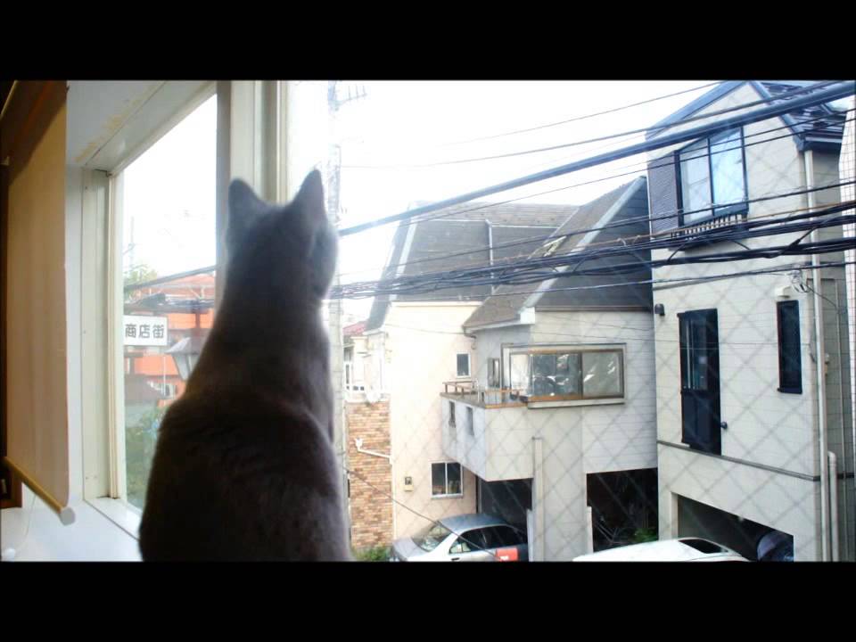 Chartreux is watching outside of the window（シャルトリューのネコちゃん）