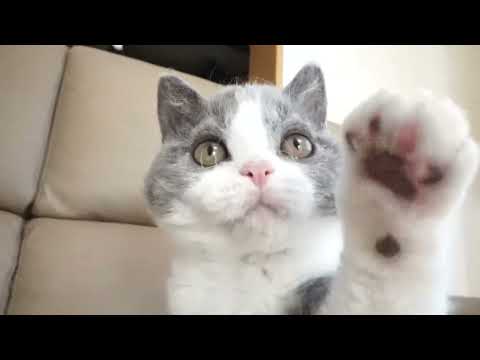 セルカークレックス子猫　2022.9.30産まれ 　ブルー＆ホワイト　女の子　シーダキャット猫のお店　Selkirk Rex