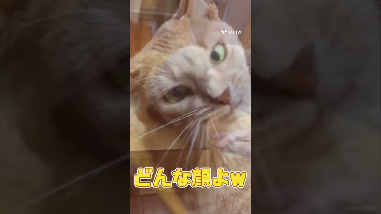 最近の流行りは耳かき！？耳かき大好きむぎっぷ【アビシニアン】【ノルウェージャン】