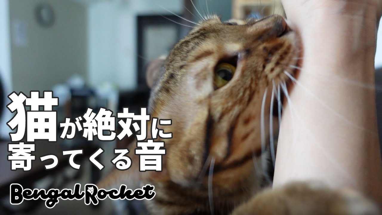 【検証】TikTokで話題の猫が絶対に寄って来る音を聞かせたら猫に襲われたｗｗｗ 【ベンガルロケット】