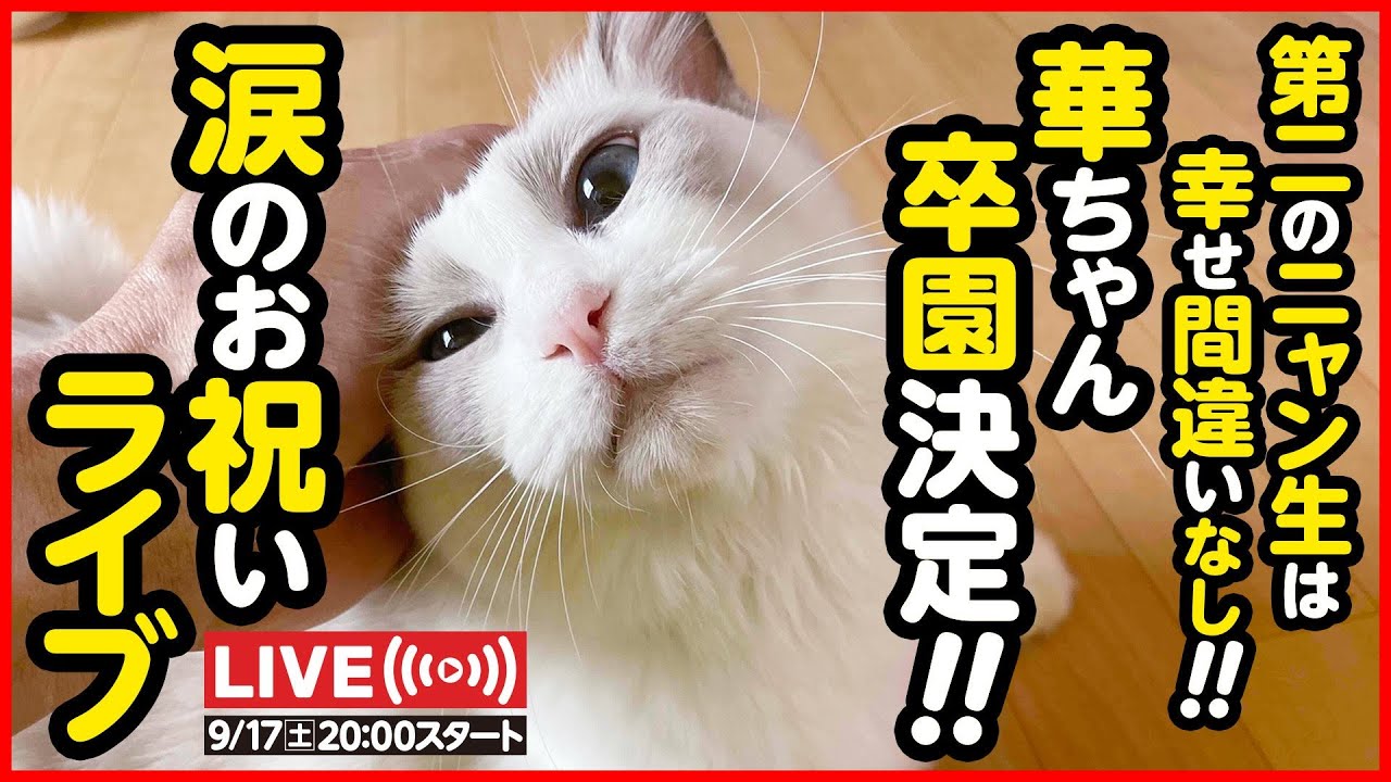 【🔴ライブ配信】ラグドールの華ちゃん、卒園おめでとうライブ！