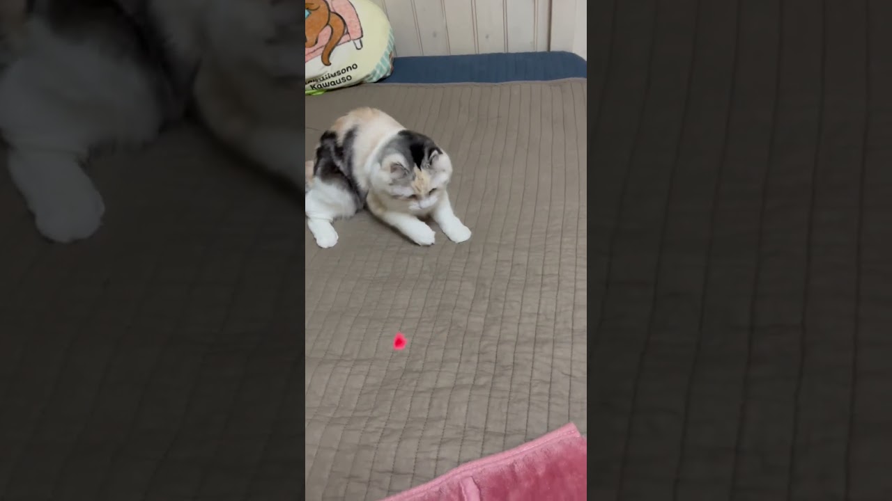 首振り人形ならぬ首振り猫 #アメリカンカール #猫