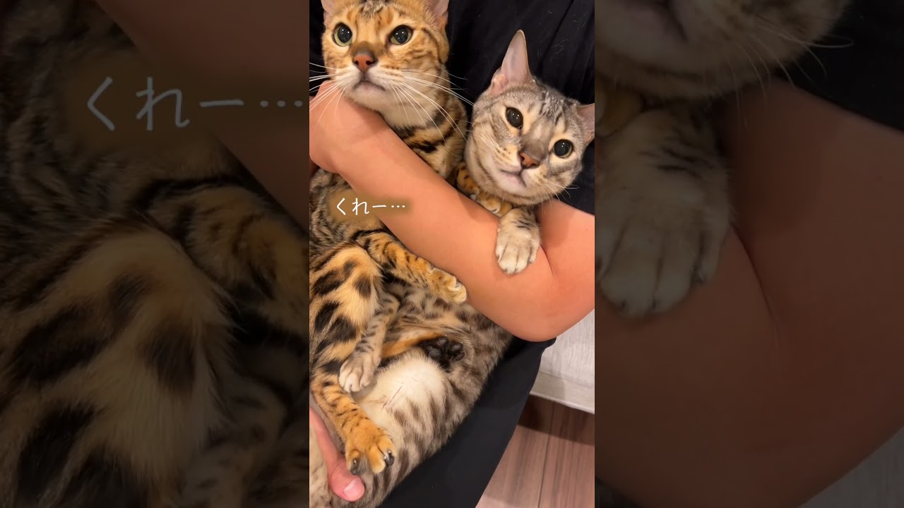 泥棒猫を丸めてイジワルする動画　#shorts