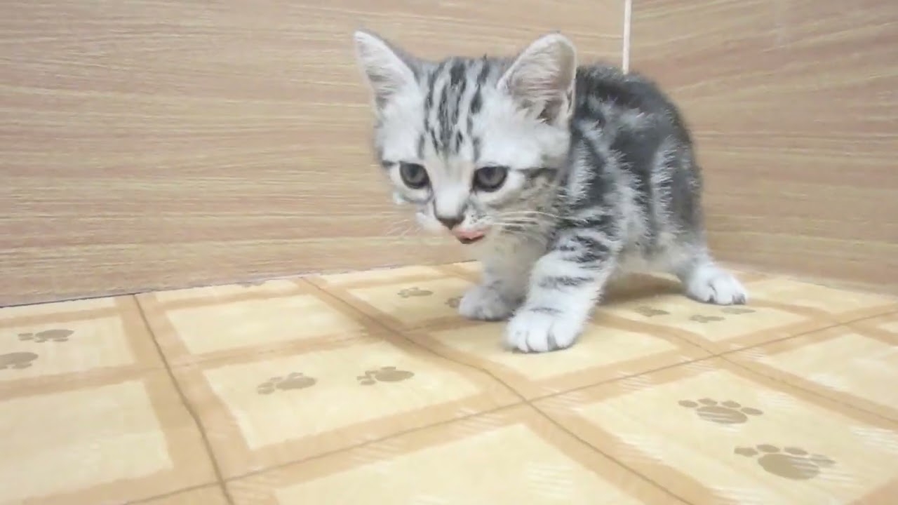 00614052 アメリカンショートヘアー