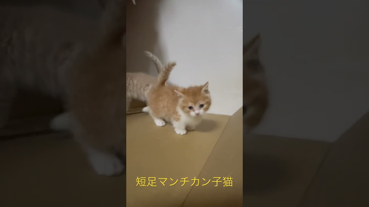 短足マンチカン子猫　家族募集中