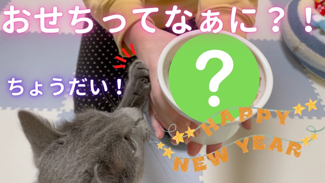 猫ちゃん用おせちを食べてみました！（ロシアンブルー）