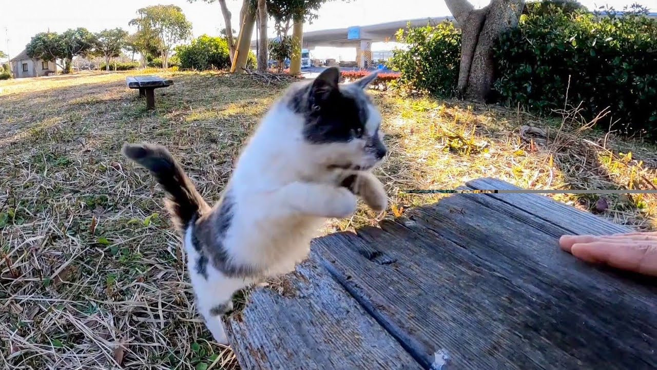 駐車場横のベンチに座ると子猫が駆け寄ってきて隣に座ってきた