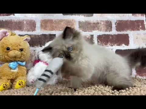 ヒマラヤン5/28♂