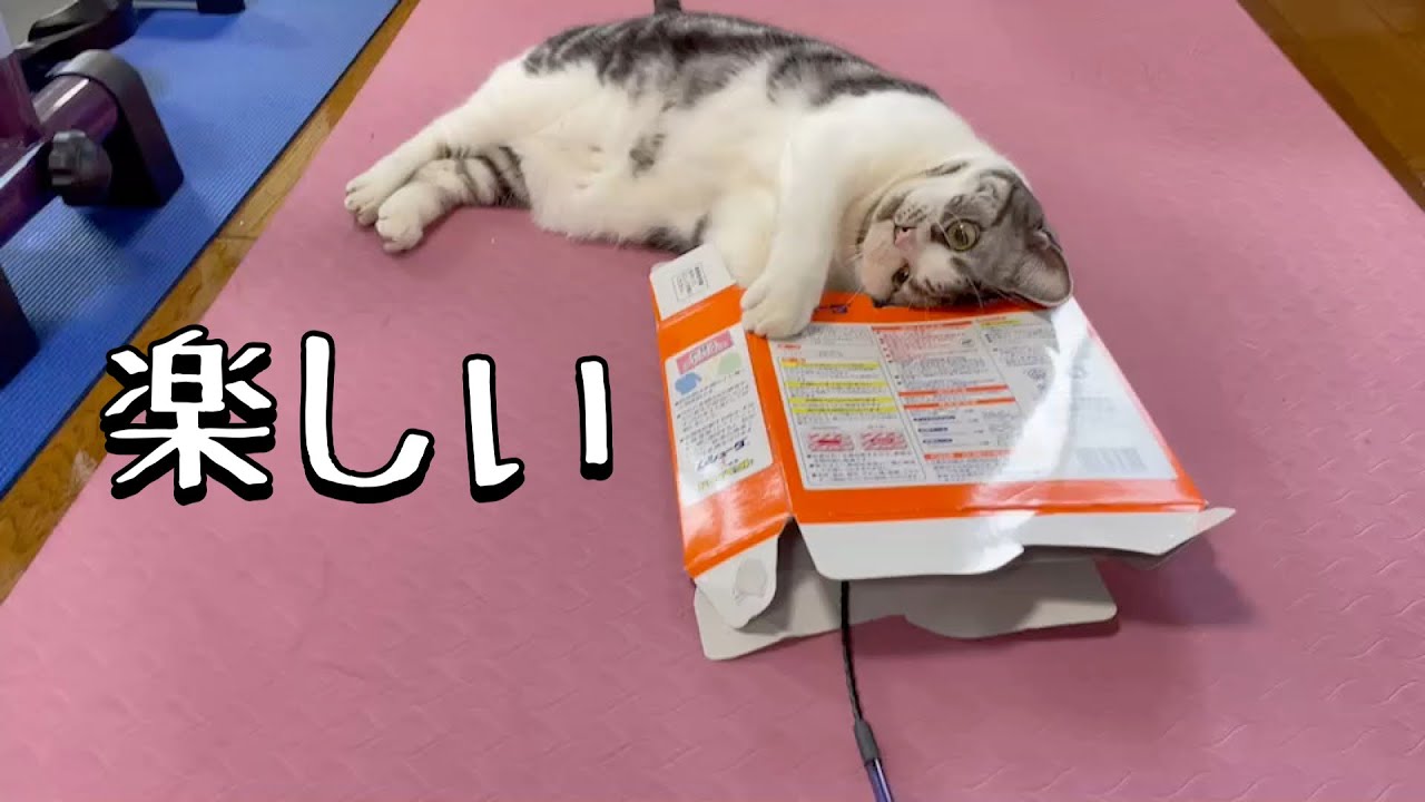 おもちゃに夢中になる猫が可愛い【アメリカンショートヘア】