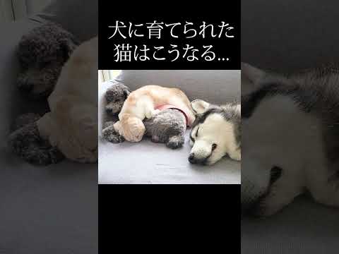 自分を犬だと思い込んでる子猫がこちら#shorts