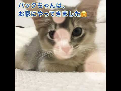 かわいいソマリのパックちゃんのうちの子記念日！/ Anniversary of Puck's child!