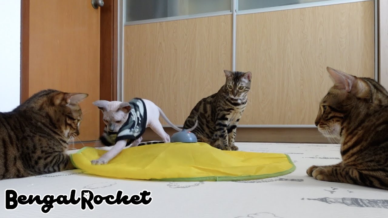 新入り子猫におもちゃを譲る優しい先住猫たち【ベンガル/スフィンクス猫】
