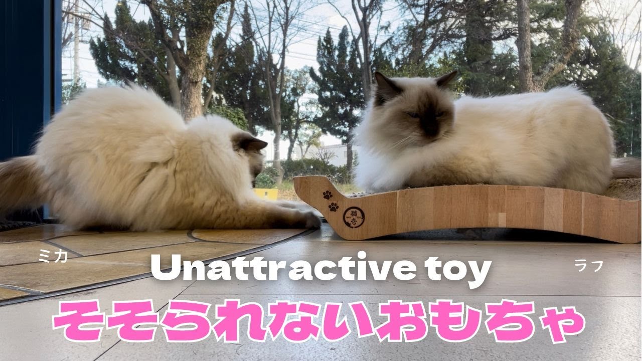 バーマン猫ミカとラフ【そそられないおもちゃ】Unattractive toys（バーマン猫）Birman/Cat