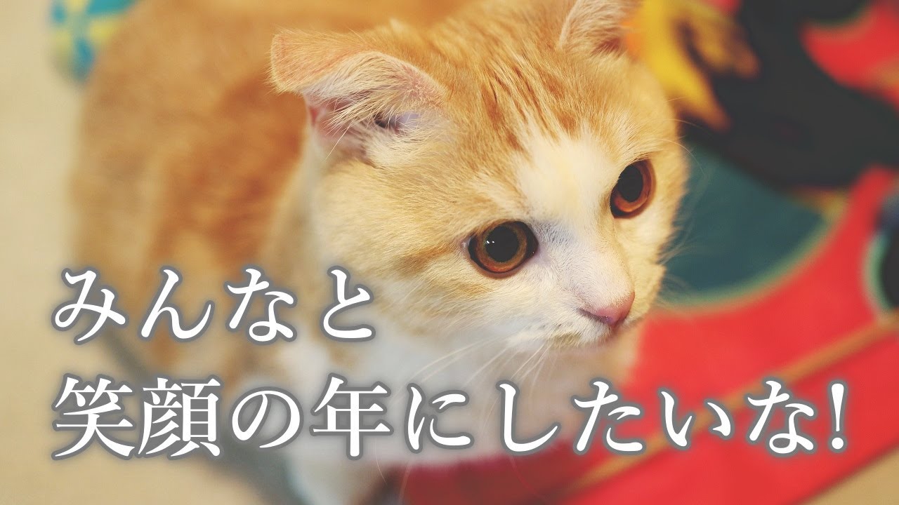 【#38  きよしのお正月】闘病中なので何も変化のない毎日でした