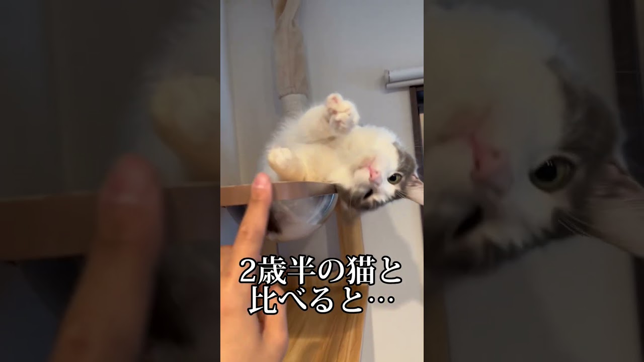 1歳になるノルウェージャンフォレストキャットのデカさがヤバ過ぎた#shorts