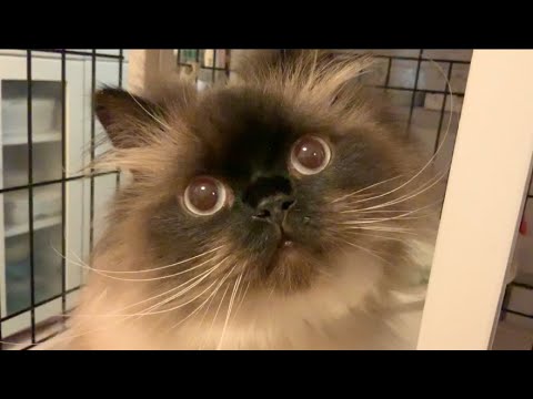 必死な人間をみつめるキャッツアイ。 ヒマラヤン&ブリショー