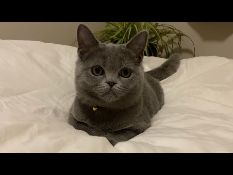寝る前に一遊び【ブリティッシュショートヘア】