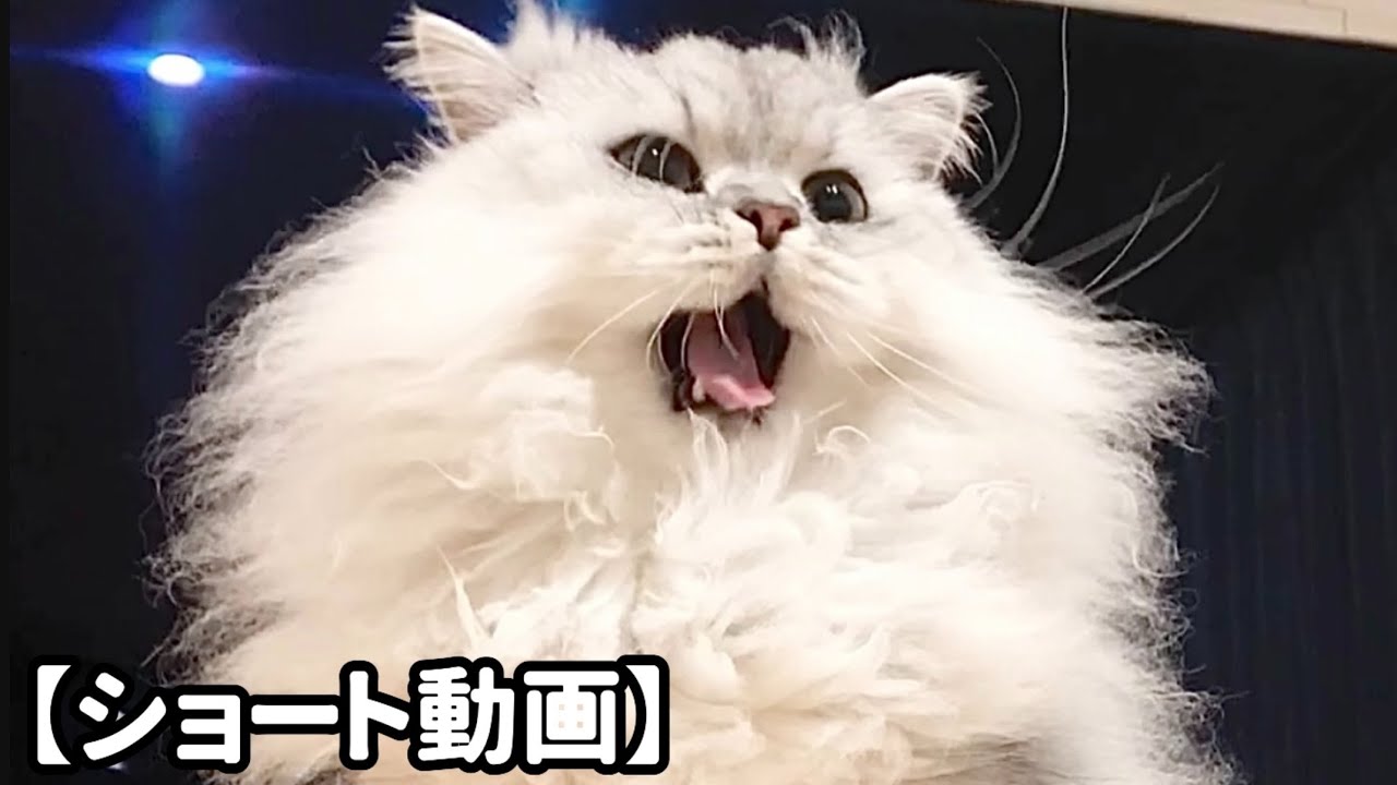 眠そうに去っていく猫 【サイベリアン】 #Shorts