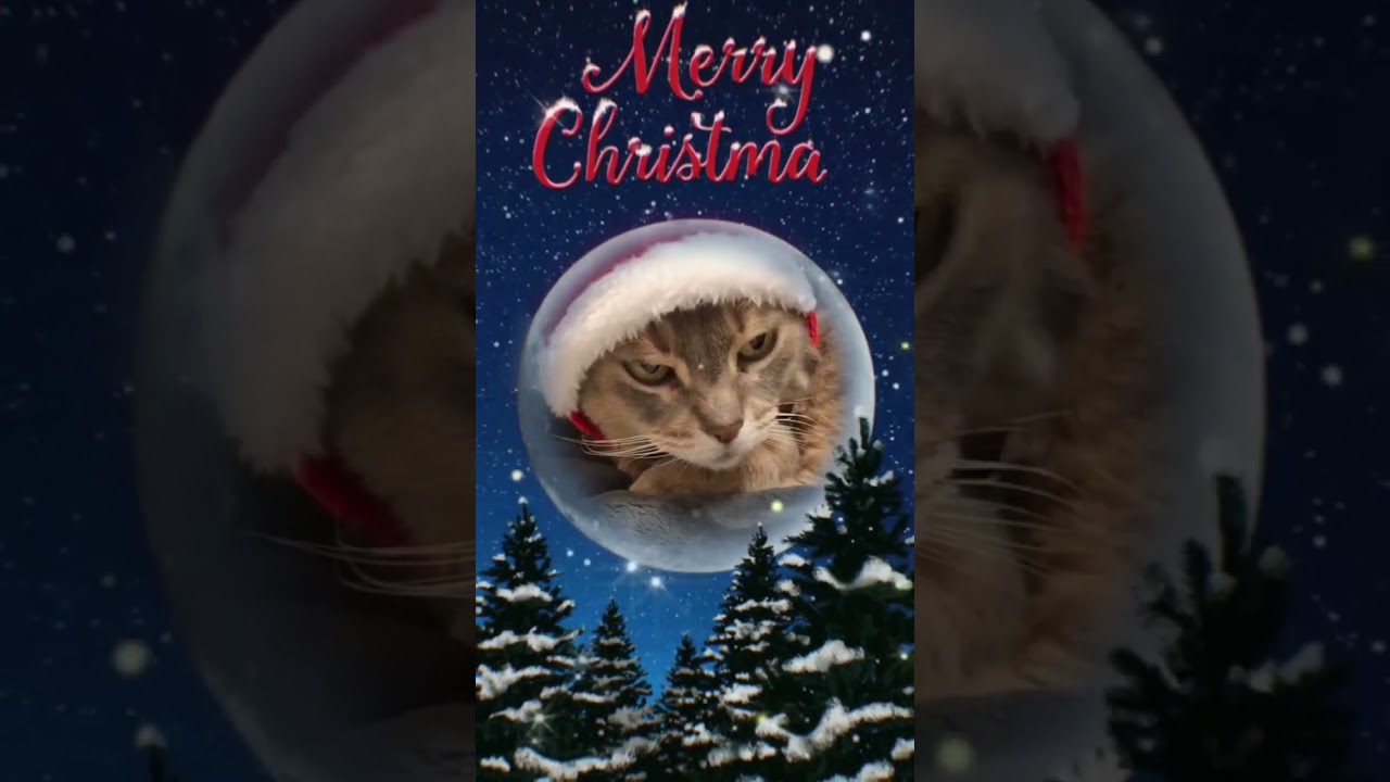 もうすぐクリスマスですよ！ #shorts #猫動画 #アビシニアン #cat #まな猫